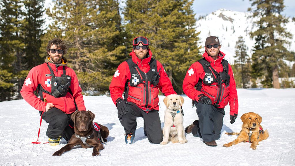 Alpine Ski Patrol Dogs in Training Palisades Tahoe at Lake Tahoe