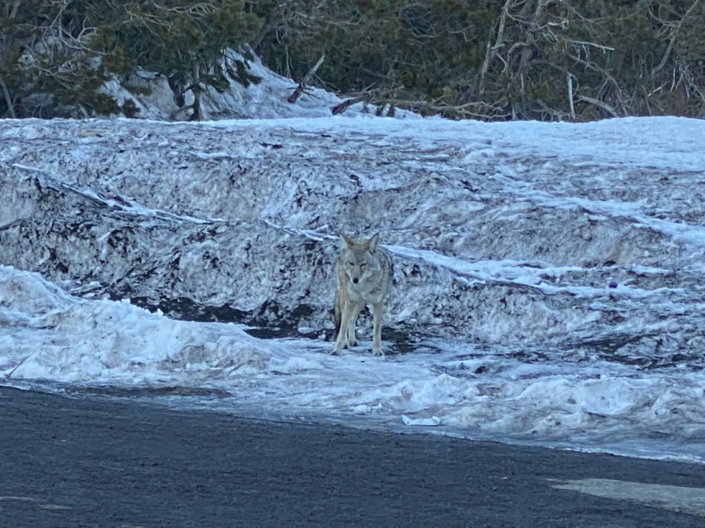 Coyote lurking in the Alpine Base area at Palisades Tahoe