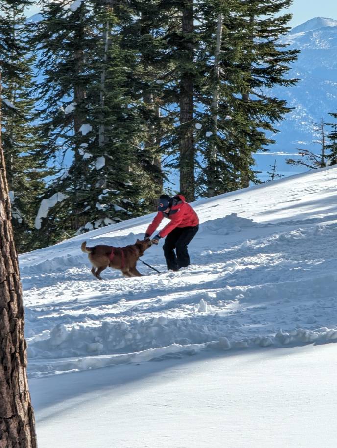 Rescue dog training at Alpine.