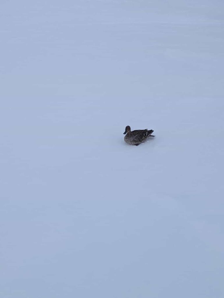 duck on a snowy ski slope