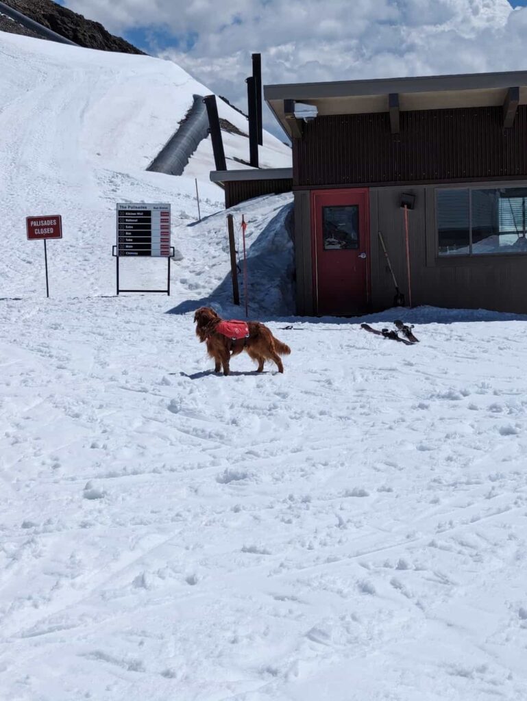 ski patrol avalanche dog working on snow at palisades tahoe california