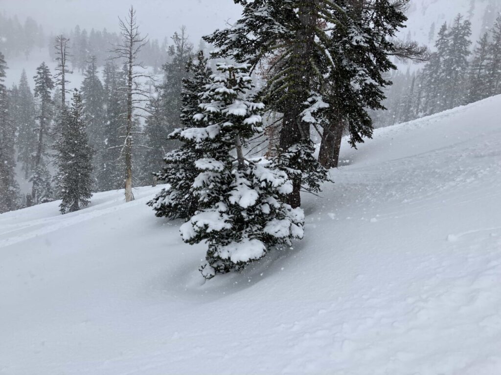 snowy trees on snow mountainside
