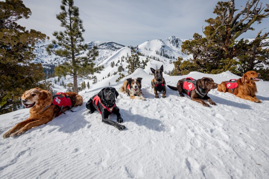 Palisades Tahoe patrol dogs