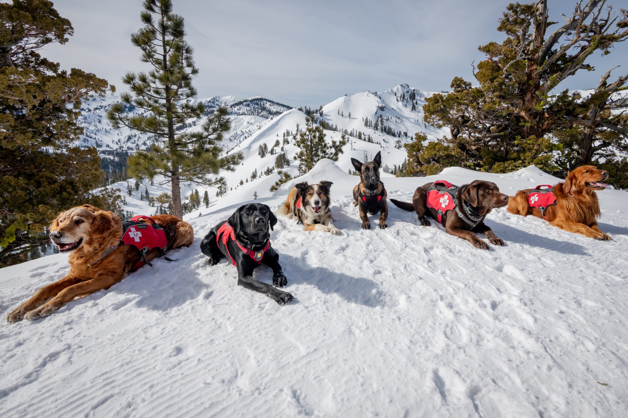 Palisades Tahoe patrol dogs