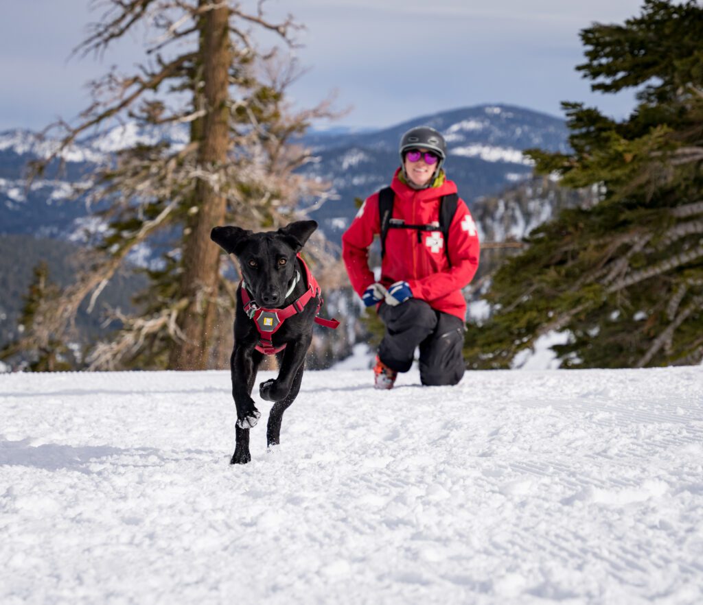 Patrol dog at Alpine
